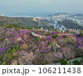 Jindallae azalea blooming in hwangryeongsan mountain, Busan, South Korea, Asia 106211438