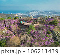 Jindallae azalea blooming in hwangryeongsan mountain, Busan, South Korea, Asia 106211439