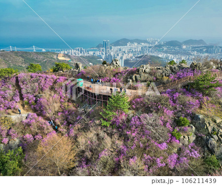 Jindallae azalea blooming in hwangryeongsan mountain, Busan, South Korea, Asia 106211439