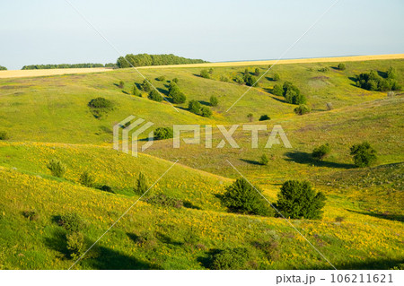 Scenic farmlands landscape with lush green pasture hills and golden canola in bloom Scenic farmlands landscape with lush green pasture hills and golden canola in bloom 106211621