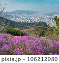 Spring flowers blooming in mulmangol village and busan city, busan, South Korea, Asia 106212080