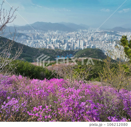 Spring flowers blooming in mulmangol village and busan city, busan, South Korea, Asia 106212080