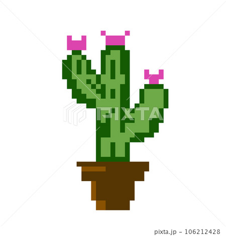 euphorbia acrurensis cactus Euphorbia Variegated Acrurensis Cactus House Plant in 13cm Pot  Plants For  All Seasons