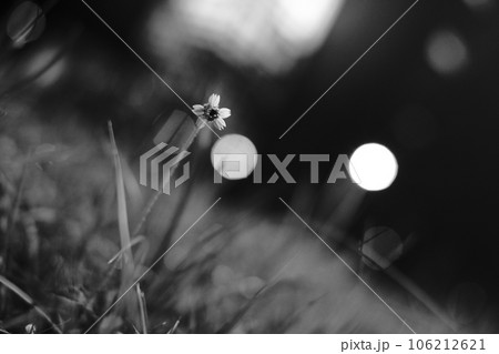 花 フラワー お花 106212621