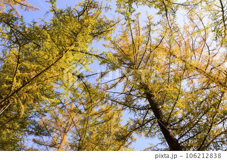 美瑛の紅葉風景 106212838