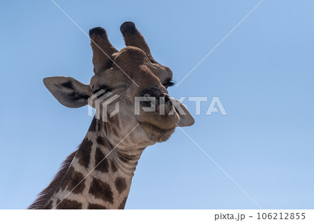 Close-up of an african Giraffe 106212855