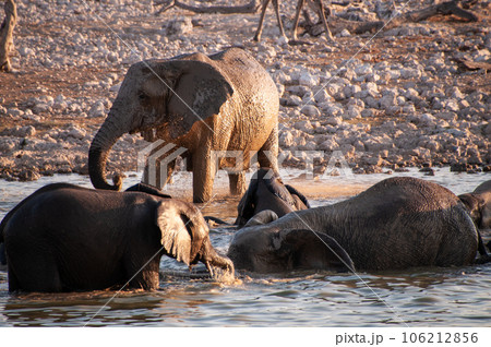 Bathing Elephants in Etosha 106212856