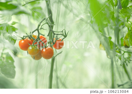 Cherry tomatoes growing in a greenhouse. A fresh bunch of red natural tomatoes on a branch in an organic vegetable garden. Blurred background and a place to copy. High quality photo 106213084