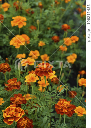 Orange flowers of marigolds in the summer garden. Tagetes is erect. Medicinal plant. Orange flowers of marigolds in the summer garden. Tagetes is erect. Medicinal plant. 106213488