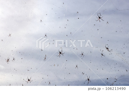 A lot of Red-legged golden orb-weaver spiders are on spiderweb 106213490