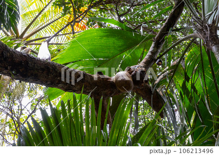 Flying foxes eating fruits of Breadfruit tree in wild. Pteropus Flying foxes eating fruits of Breadfruit tree in wild. Pteropus 106213496