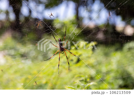 Nephila inaurata, Seychelles. Golden silk orb-weaver spider 106213509