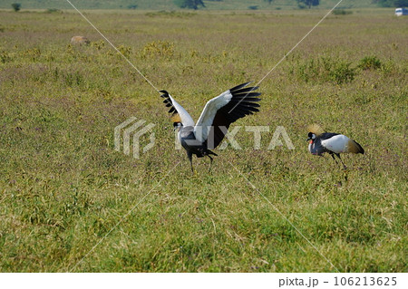 Pair of grey crowned cranes on african savanna at Lake Nakuru National Park in Kenya Pair of grey crowned cranes on african savanna at Lake Nakuru National Park in Kenya 106213625