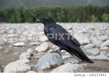 Black bird raven 106213841