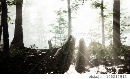 sun rising in a forest with fog sun rising in a forest with fog 106213918
