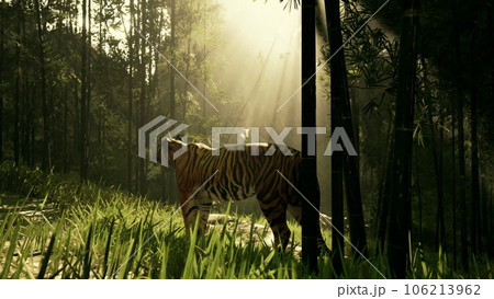 tiger in the midst of bamboo frozen as it sniffs and listens for its prey tiger in the midst of bamboo frozen as it sniffs and listens for its prey 106213962