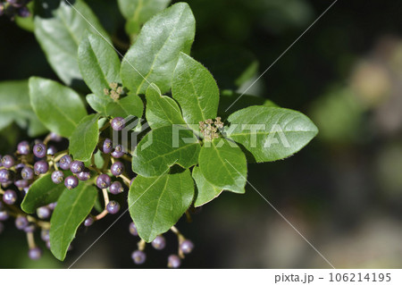 Laurustinus Laurustinus 106214195