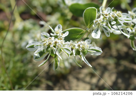 Snow-on-the-mountain Snow-on-the-mountain 106214206