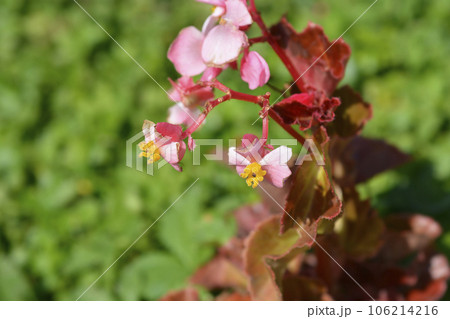 Wax begonia Carmen Wax begonia Carmen 106214216