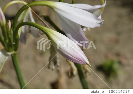Orange River lily.Orange River lily Orange River lily.Orange River lily 106214217