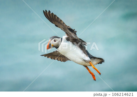 Atlantic puffin flying and foraging in ocean on summer Atlantic puffin flying and foraging in ocean on summer 106214621