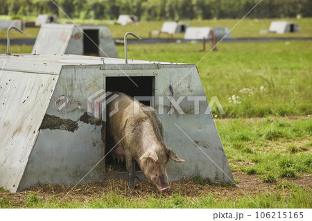 Eco pig farm in the field in Denmark 106215165