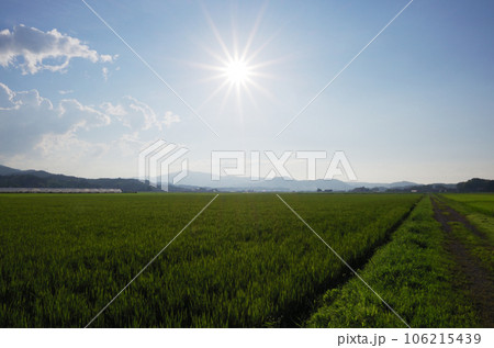 8月下旬の夕方の田園風景 106215439