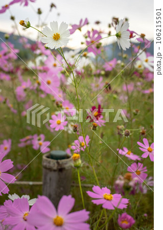 京都の秋、広沢池のほとりに満開のコスモス、嵯峨野に秋の夕暮れ 106215501
