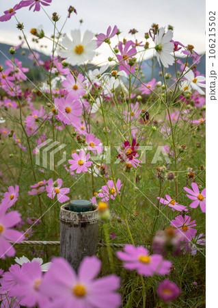京都の秋、広沢池のほとりに満開のコスモス、嵯峨野に秋の夕暮れ 京都の秋、広沢池のほとりに満開のコスモス、嵯峨野に秋の夕暮れ 106215502