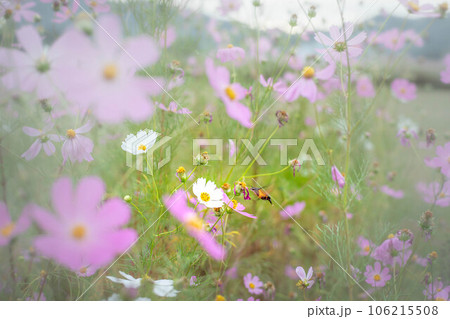 京都の秋、広沢池のほとりに満開のコスモス、オオスカシバが飛来し蜜を吸う 106215508