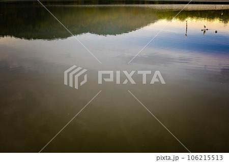 広沢池の初秋、秋の夕暮れ空を静かに映す広沢池の水鏡に佇むアオサギたち 広沢池の初秋、秋の夕暮れ空を静かに映す広沢池の水鏡に佇むアオサギたち 106215513