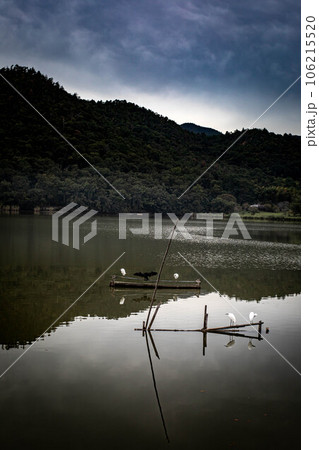 広沢池の初秋、アオサギのくつろぐ広沢池の黄昏、墨絵のように静かな水鏡 広沢池の初秋、アオサギのくつろぐ広沢池の黄昏、墨絵のように静かな水鏡 106215520