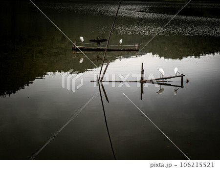 広沢池の初秋、アオサギのくつろぐ広沢池の黄昏、墨絵のように静かな水鏡 106215521