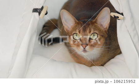 Playful young beautiful funny cat hunts close up. Domestic cat get ready to attack. Little best friends. Happy domestic animals at home. Beautiful red Abyssinian cat portrait in white pet house 106215952