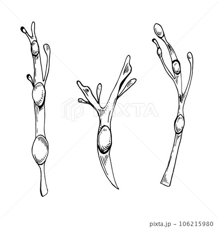Sea plant ink hand drawn illustration isolated on white background. Ascophyllum, kelp, herb seaweed black white line vector. Design element for package, label, trade, wrapping, marine collection Sea plant ink hand drawn illustration isolated on white background. Ascophyllum, kelp, herb seaweed black white line vector. Design element for package, label, trade, wrapping, marine collection 106215980