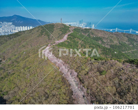 Cherry blossom road in Hwangryeongsan Mountain, Busan, South Korea, Asia 106217701