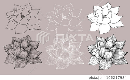 Lotus Drawing Images – Browse 303,502 Stock Photos, Vectors, and Video |  Adobe Stock