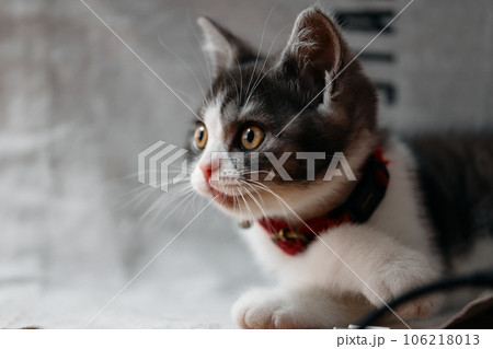 猫の横顔 106218013