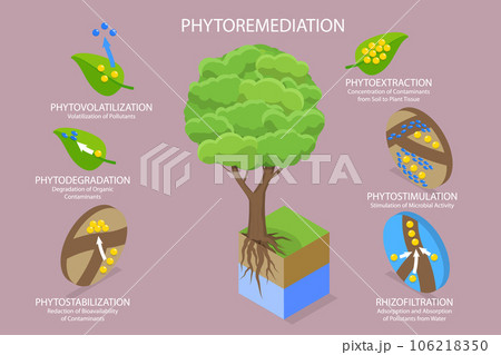 3D Isometric Flat Vector Conceptual Illustration of Phytoremediation 106218350