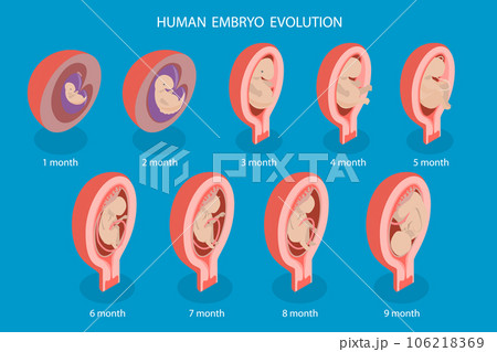 3D Isometric Flat Vector Conceptual Illustration of Human Embryo Evolution 3D Isometric Flat Vector Conceptual Illustration of Human Embryo Evolution 106218369