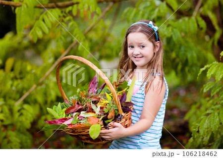 Child picking colorful autumn leaves in basket. Child picking colorful autumn leaves in basket. 106218462