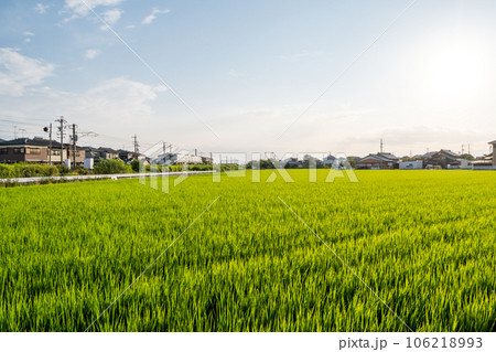 【関西本線】田園風景を疾走する特急南紀 【関西本線】田園風景を疾走する特急南紀 106218993