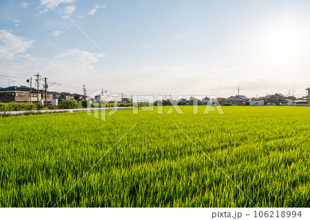 【関西本線】田園風景を疾走する特急南紀 【関西本線】田園風景を疾走する特急南紀 106218994