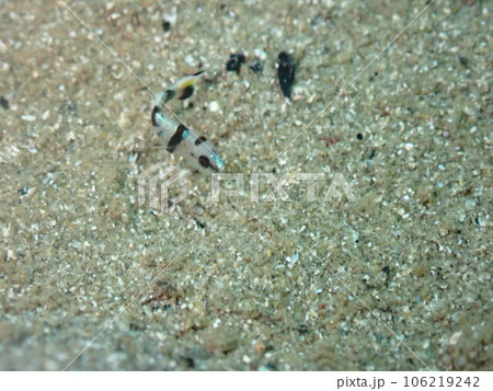 海で泳ぐコロダイの稚魚 海で泳ぐコロダイの稚魚 106219242