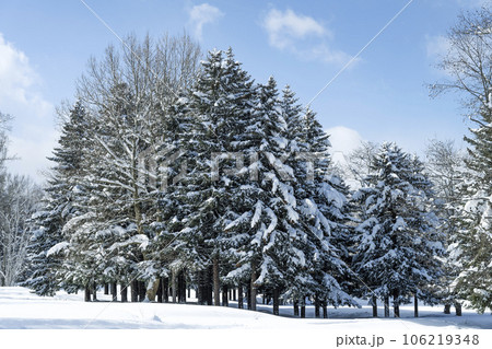 アカエゾマツ　真駒内公園　札幌市 106219348