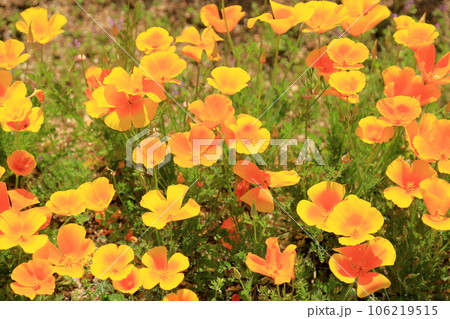 ハナビシソウの花 ハナビシソウの花 106219515