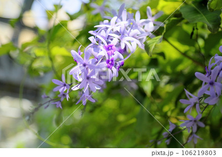 ムラサキツクバネカズラの花 106219803