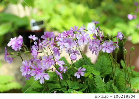 サクラソウの花　薄化粧 106219804