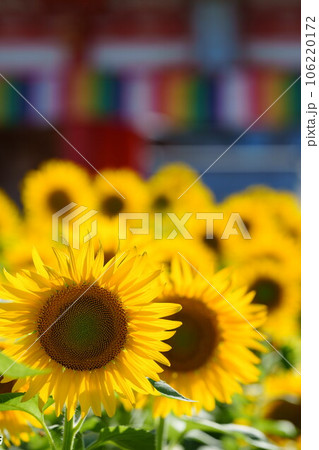 満願寺前のひまわり畑 満願寺前のひまわり畑 106220172