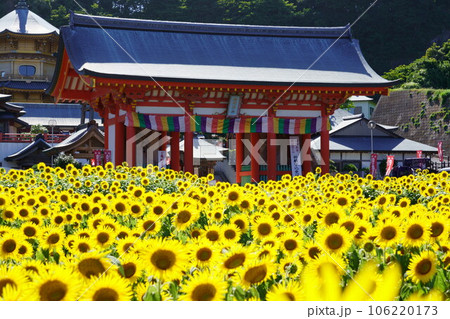 満願寺の山門とひまわり畑 満願寺の山門とひまわり畑 106220173